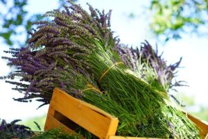 Introductory Aromatherapy Course For Natural Living