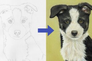 Draw a Border Collie Puppy using Pastel Pencils - Free Udemy Courses