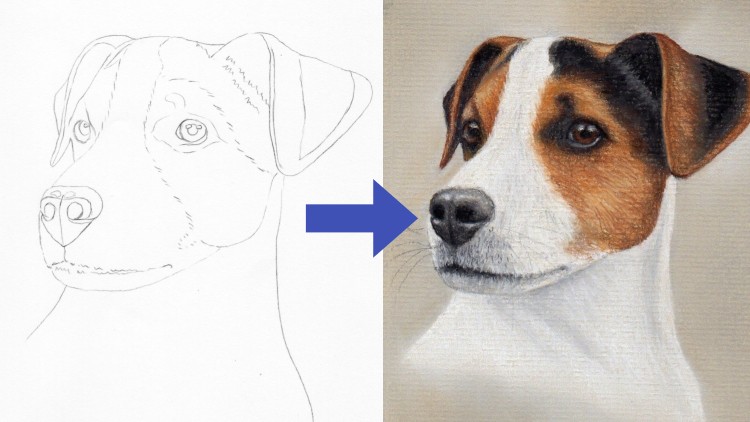 Draw a Jack Russell using Pastel Pencils - Free Udemy Courses