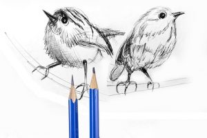 Drawing & Sketching of Birds - Free Udemy Courses