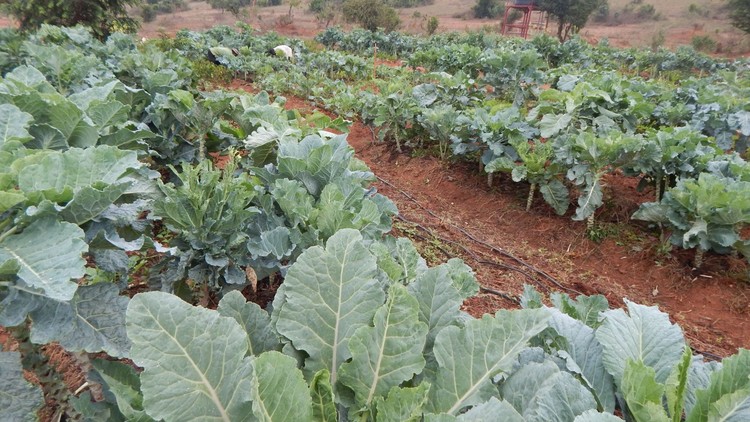 Growing organic food on small plots - made easy - Free Udemy Courses